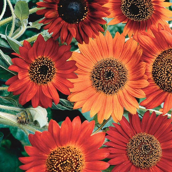 Earthwalker Sunflower Seeds
